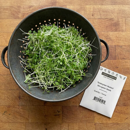 Tendergreen Mustard, Microgreen Seeds - 1/4 Pound image number null